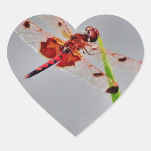 DSC00029.JPG Herz-Aufkleber (Vorderseite)