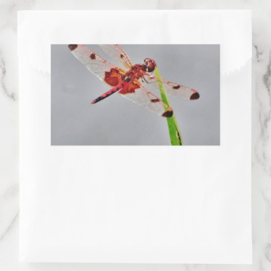 DSC00029.JPG RECHTECKIGER AUFKLEBER (Tasche)