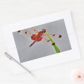 DSC00029.JPG RECHTECKIGER AUFKLEBER (Umschlag)