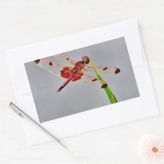 DSC00029.JPG RECHTECKIGER AUFKLEBER (Umschlag)