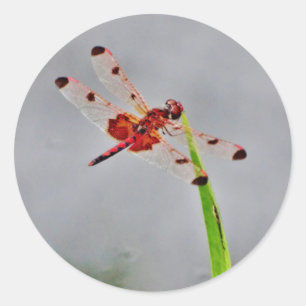 DSC00029.JPG RUNDER AUFKLEBER