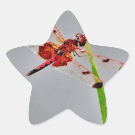 DSC00029.JPG Stern-Aufkleber (Vorderseite)