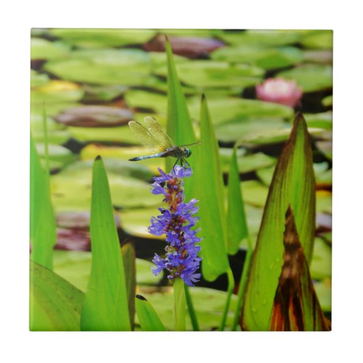 DSC00059.JPG FLIESE (Vorderseite)