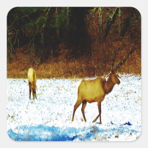 DSC00131.JPG AUFKLEBER