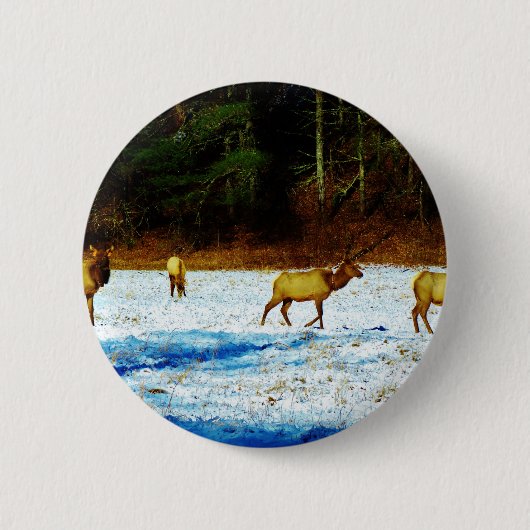 DSC00131.JPG BUTTON (Vorderseite)