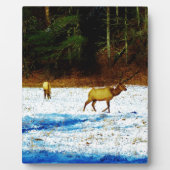 DSC00131.JPG FOTOPLATTE (Vorderseite)