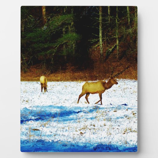 DSC00131.JPG FOTOPLATTE (Vorderseite)