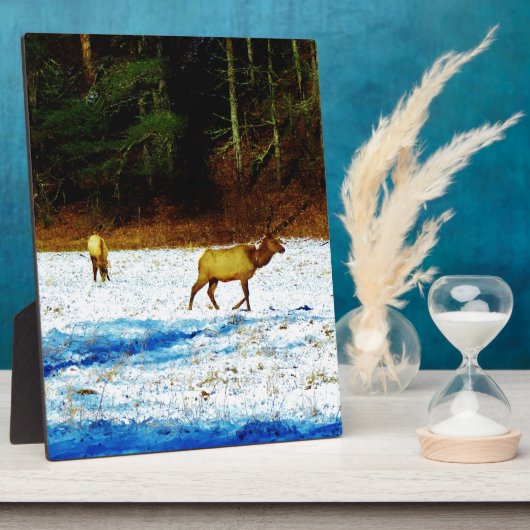 DSC00131.JPG FOTOPLATTE (Seite)