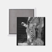 DSC01614 a Magnet (Vorderseite/Rückseite)