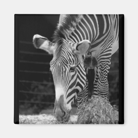 DSC01614 a Magnet (Vorne)