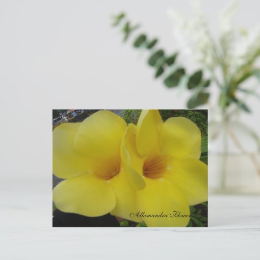 DSC03203, Allamandra Blume - Cus... -Gestalted Postkarte (Stehend Vorderseite)