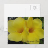 DSC03203, Allamandra Blume - Cus... -Gestalted Postkarte (Vorne/Hinten)