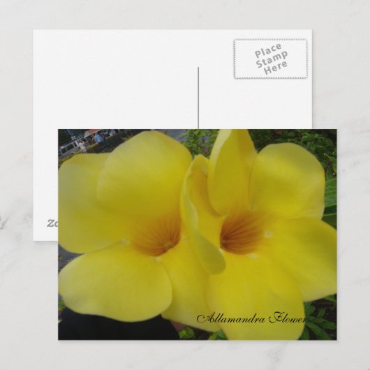 DSC03203, Allamandra Blume - Cus... -Gestalted Postkarte (Vorne/Hinten)