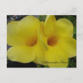 DSC03203, Allamandra Blume - Cus... -Gestalted Postkarte (Vorderseite)