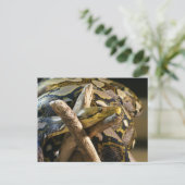 DSC04222 POSTKARTE (Stehend Vorderseite)