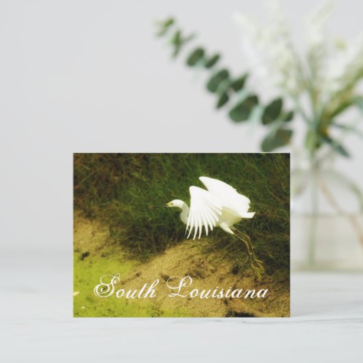 DSC08779bb, South Louisiana Postkarte (Stehend Vorderseite)