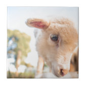 _DSC2491 FLIESE (Vorderseite)