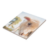 _DSC2491 FLIESE (Seite)