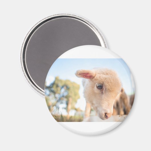 _DSC2491 MAGNET (Vorderseite/Rückseite)