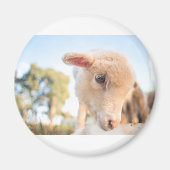 _DSC2491 MAGNET (Vorne)