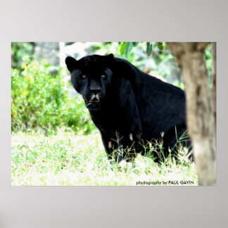 DSC_0235, Fotografie von PAUL GAVIN Poster