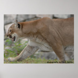 DSC_0254, Fotografie durch PAUL GAVIN Poster