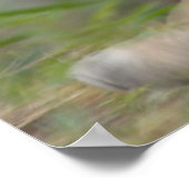 DSC_0254, Fotografie von PAUL GAVIN Poster (Ecke)