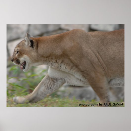 DSC_0254, Fotografie von PAUL GAVIN Poster (Vorne)