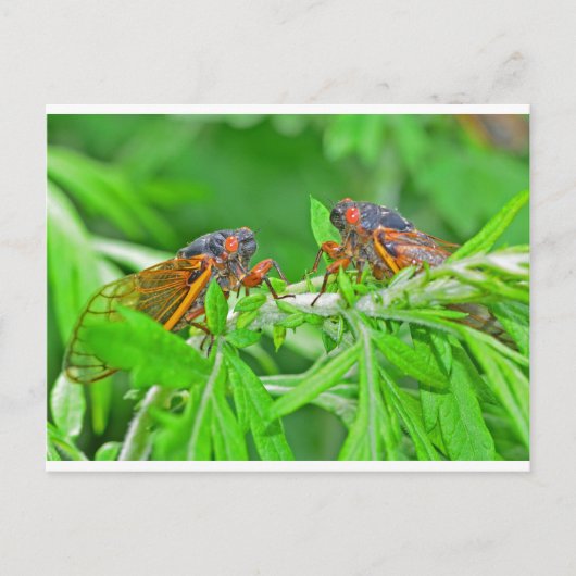 DSC_3480ps.jpg Postkarte (Vorderseite)