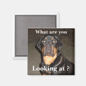 DSCF0490, Was sind Sie , Schauen Sie sich an ? Magnet (Vorderseite/Rückseite)