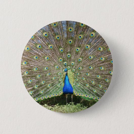 DSCF1062 BUTTON (Vorderseite)