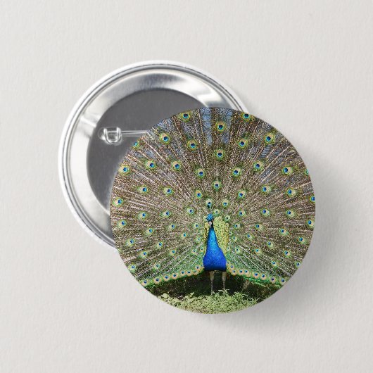 DSCF1062 BUTTON (Vorne & Hinten)