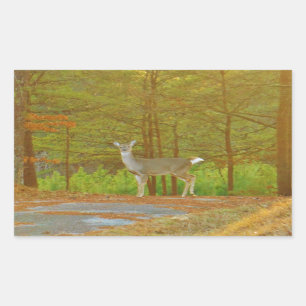 DSCF4041.JPG RECHTECKIGER AUFKLEBER