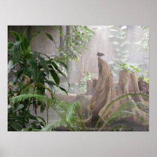 Dschungel-Ente Poster