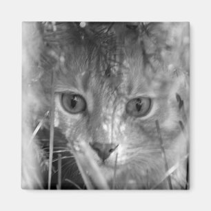 Dschungel-Legende B&W Magnet