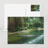 Dschungel Postkarte (Vorne/Hinten)