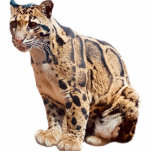 Dschungelkatzentier mit getrübter Leoparde Fotoskulptur Magnet<br><div class="desc">Schönes, getrübtes Leopardenfoto. Ideal für Leoparden oder große Katzen Fan in Ihrem Leben!</div>