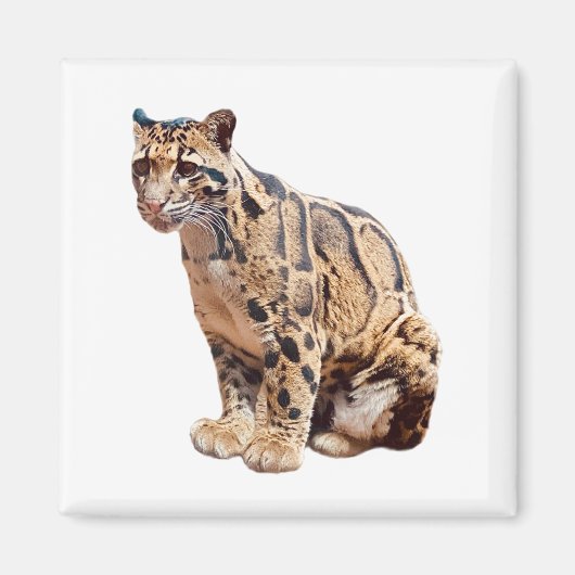 Dschungelkatzentier mit getrübter Leoparde Magnet (Vorne)