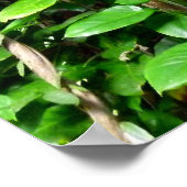 Dschungelweine Poster (Ecke)