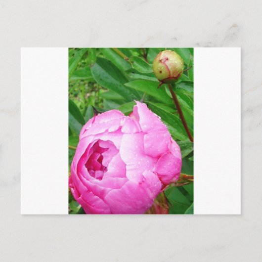 DSCI0964.JPG POSTKARTE (Vorderseite)