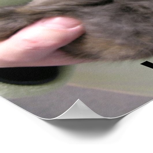 DSCN0356, I Liebe Bbunnies! Poster (Ecke)