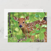 Du bist ein Hirsch Postkarte (Vorne/Hinten)