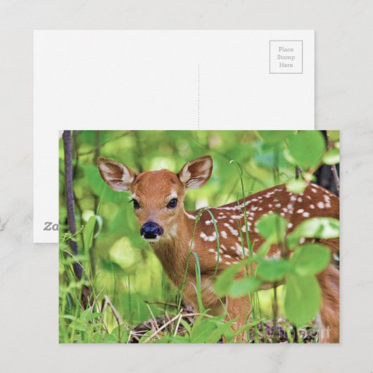 Du bist ein Hirsch Postkarte (Vorne/Hinten)