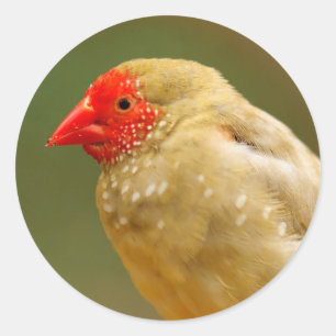 Du bist ein Star! Finch Runder Aufkleber