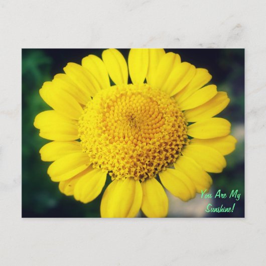 Du bist mein Sonnenschein! Postkarte (Vorderseite)