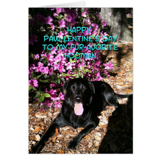 Du bist meine Lieblings-Hooman-Valentinenkarte (Vorne)