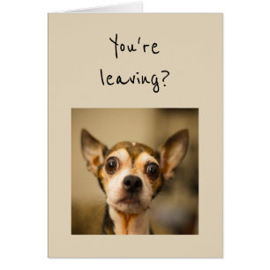 Du gehst weg? Nein! Lustiger Chihuahua-Hund