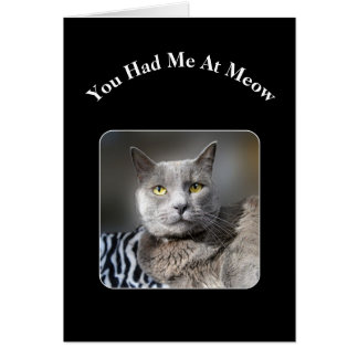 Du hattest mich in der russischen blauen Katze