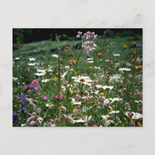 DU MUSST DIE NATUR DES LEBENS NICHT VERSTEHEN POSTKARTE