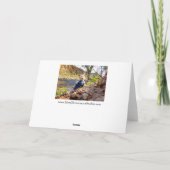 DU WARTEST BIGFOOT? 3 ANKÜNDIGUNG (Rückseite)